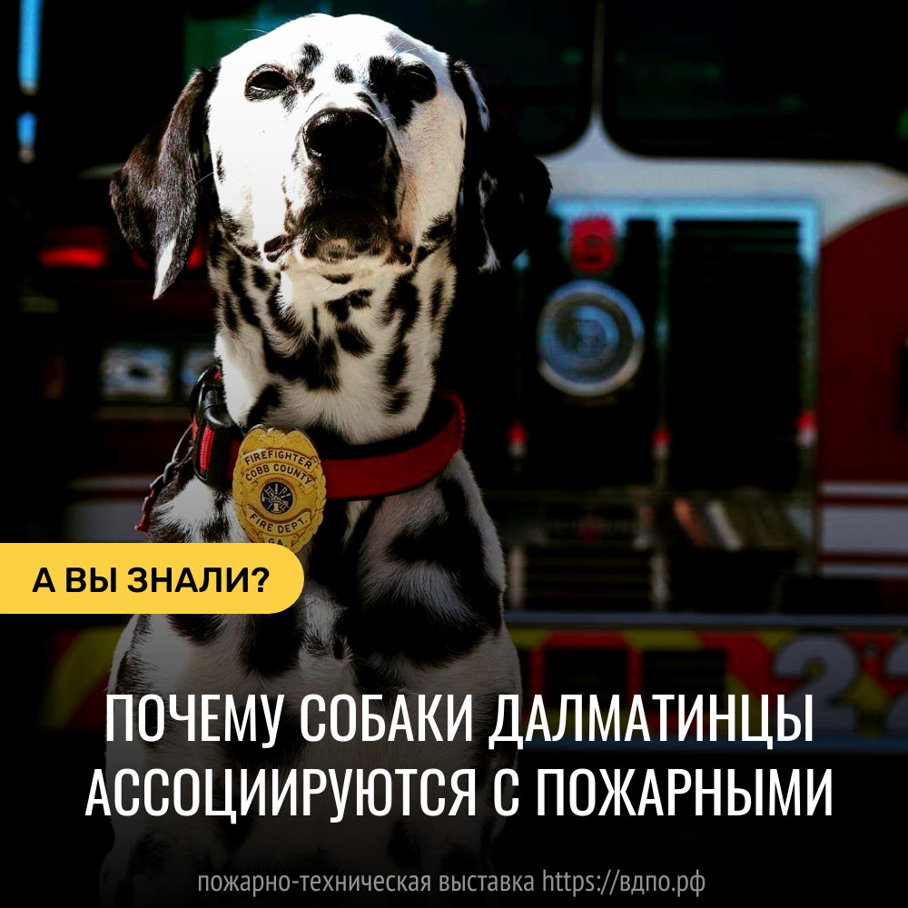 Почему именно собак породы далматин часто изображают рядом с пожарными. Это  интересно! Интересные (занимательные) факты о пожарных, спасателях,  добровольцах на портале ВДПО.РФ